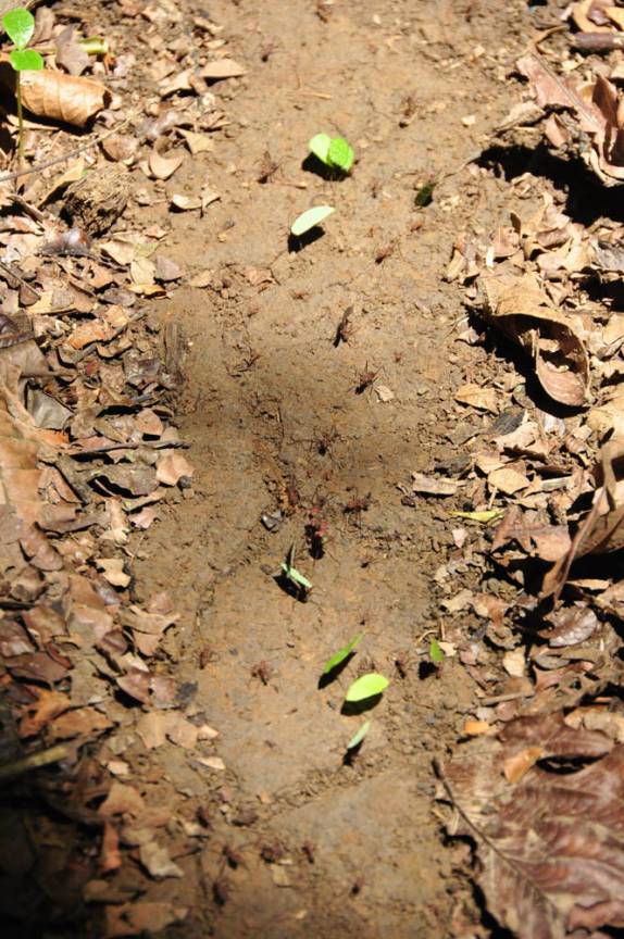 Uma das muitas autoestradas de formigas no Parque Nacional Corcovado, na Península de Osa, no sul da Costa Rica
